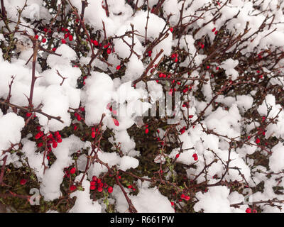 Schnee bedeckt Red berry Bush Hintergrund Nahaufnahme Natur Winter Stockfoto