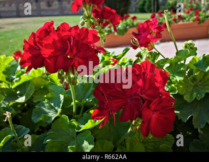 Schöne rote Blumen in voller Blüte, in der Nähe Stockfoto