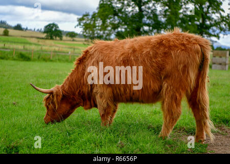 Schottland, Dorf, Tiere auf dem Bauernhof, Scottish Highland rind kuh mit langen Haaren, Katze Tiere Säugetiere Stockfoto