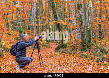 Fotograf die Bilder von schönen Buchenwald in der Nähe von Stadt Olot in Spanien, La Fageda Stockfoto