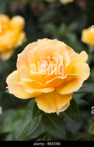 Rosa Easy Going 'Harflow'. Stockfoto