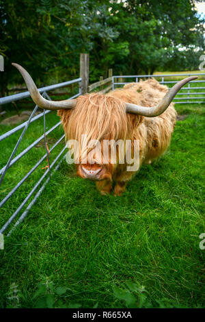 Schottland, Dorf, Tiere auf dem Bauernhof, Scottish Highland rind kuh mit langen Haaren, Katze Tiere Säugetiere Stockfoto