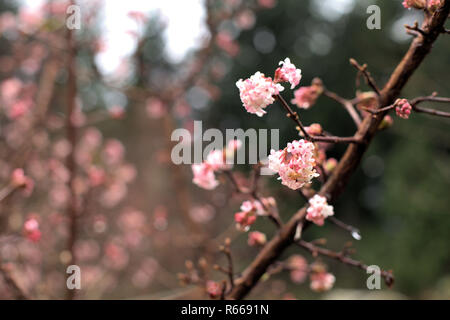 Nahaufnahme einer braunen Zweig mit Clustern von winzigen rosa Blumen in voller Blüte im Herbst, North Vancouver, BC, Kanada Stockfoto