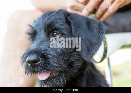 Der Leiter der Welpe von riesigen Schwarzen Schnauzer Hund closeup Stockfoto