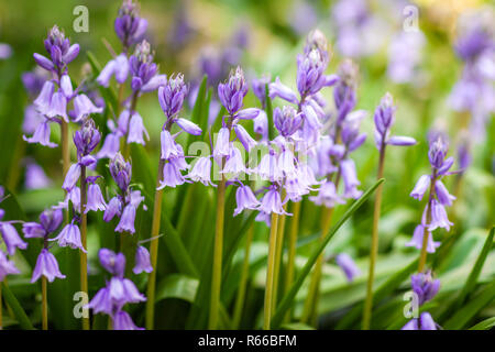 Kriechende Glockenblume (Campanula Rapunculoides), invasive Unkraut