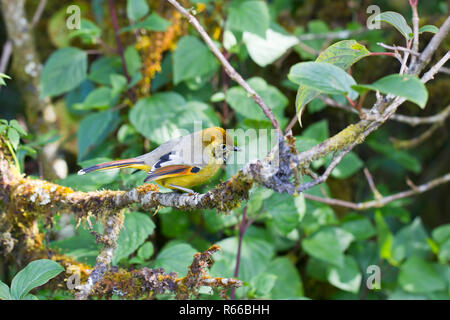 Kastanien-tailed minla in der Natur Stockfoto