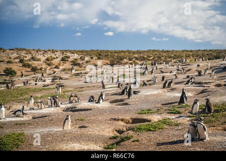 Pinguine und ihre Nester Stockfoto