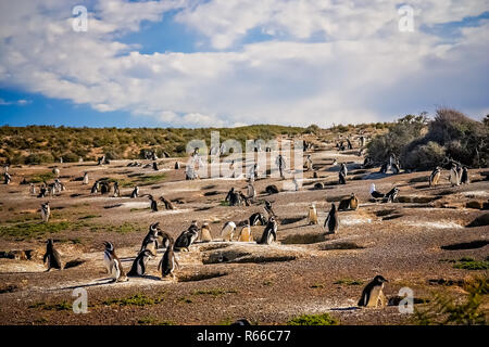 Pinguine und ihre Nester Stockfoto