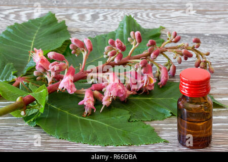 Bachblüten Tropfen von Red chestnut Stockfoto