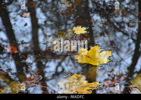 Regnerische november Stockfoto