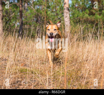 Laufen im Wald American Pit Bulls, Herbst Tag Stockfoto