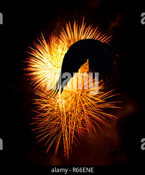 Feuerwerk mit Silhouette einer fliegenden Raben Stockfoto