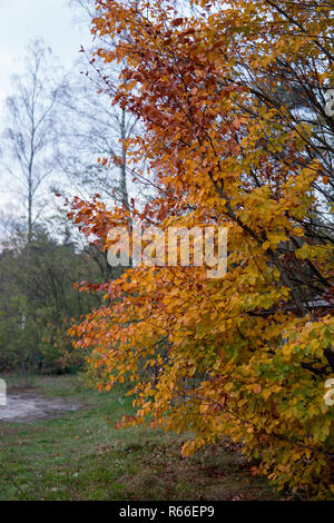 Baum am Ende Herbst Stockfoto
