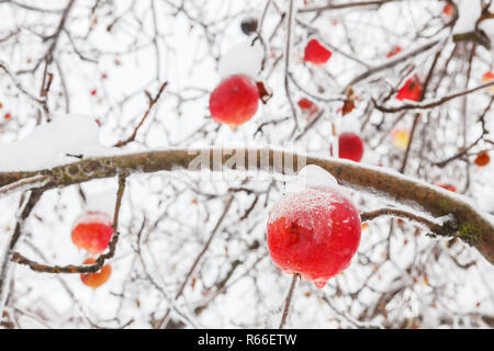 Apple tree branch mit hellen gefrorene Äpfel im Winter Stockfoto