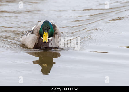 Ein männlicher gemeinsame Stockente (Anas platyrhynchos) ist das schwimmen im Wasser und suchen. Stockfoto