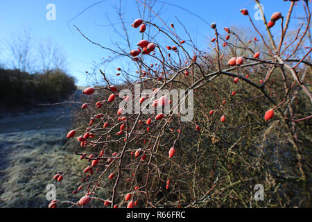 Rote Hagebutten auf Büschen frostigen Morgen Stockfoto