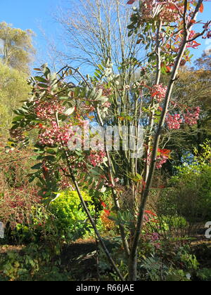 Sorbus Hupehensis hat leuchtend rosa Beeren im Herbst und hier in den Gärten in Barnsdale, November 2018 gezeigt Stockfoto