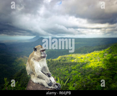 Affe auf die Schluchten Aussichtspunkt. Mauritius. Stockfoto