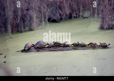 Florida Schildkröten Sonnen auf einem Baumstamm Stockfoto