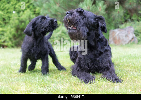 Welpe und erwachsener Hund bellen von riesigen Schwarzen Schnauzer Hund Stockfoto