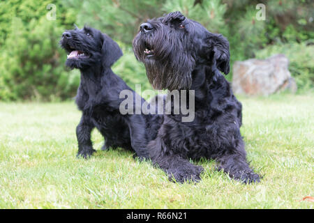 Paar riesige schwarze Zwergschnauzer Hund Stockfoto