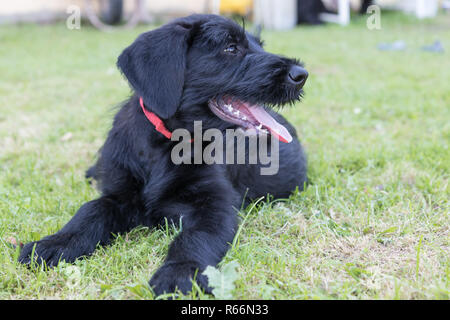 Welpen von riesigen Schwarzen Schnauzer Hund mit offenen Mund Stockfoto