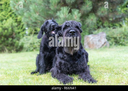 Welpe und erwachsener Hund von riesigen Schwarzen Schnauzer Hund Stockfoto