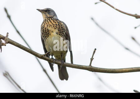 Wacholderdrossel (Turdus Pilaris) Stockfoto