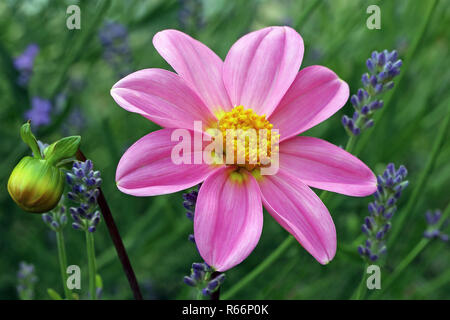 Rosa mignon Dahlien in Nahaufnahme Stockfoto