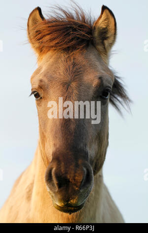 Konik-Wildpferde in Oostvaardersplassen Natur behalten in den Niederlanden. Stockfoto