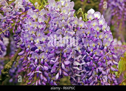 Flower Cluster der Edelweiss Wisteria sinensis Stockfoto