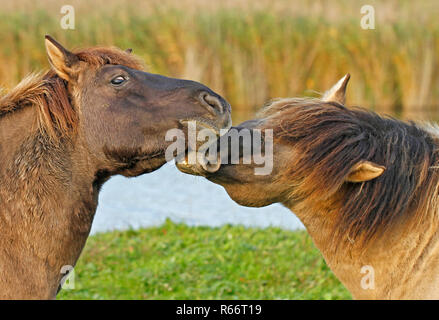 Konik Wildpferde in Oostvaardersplassen Natur in Holland zu reservieren. Stockfoto