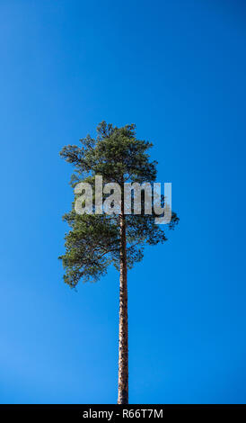 Single tall Pine Tree auf klaren blauen Himmel. Stockfoto