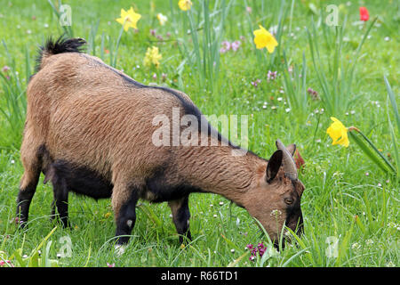 Ziege auf Frühlingswiese Stockfoto