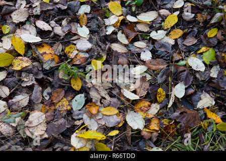 Teppich der getrockneten Blätter im Herbst im Unterholz Stockfoto