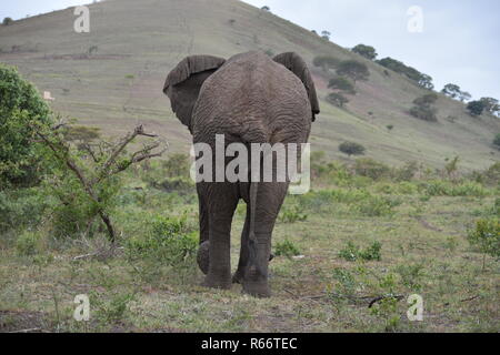 Elefant, wachen in die Wilde Stockfoto