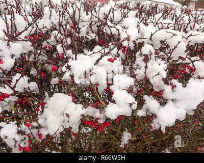 Schnee bedeckt Red berry Bush Hintergrund Nahaufnahme Natur Winter Stockfoto