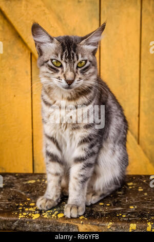 Süße Katze Porträt Stockfoto