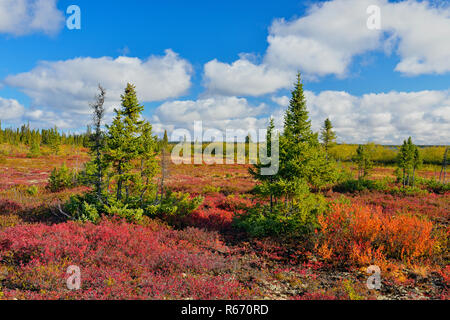 Herbst Farbe in der Tundra in der Nähe von Ennadai Lake, Arktis Haven Lodge, Territorium Nunavut, Kanada Stockfoto