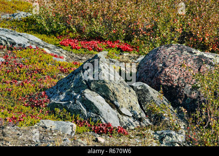 Tundra Sträucher (mit brentraube) in der Nähe von Ennadai Lake, Ennadai Lake Arktis Haven Lodge, Territorium Nunavut, Kanada Stockfoto