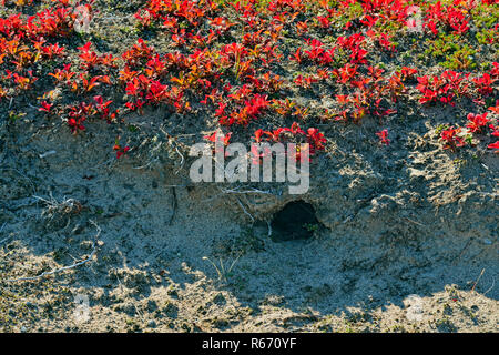 Brentraube Sträucher auf einer esker mit einem Wolf Höhle im Herbst, Arktis Haven Lodge, Territorium Nunavut, Kanada Stockfoto