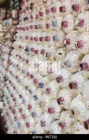 Pilze in Farm Stockfoto