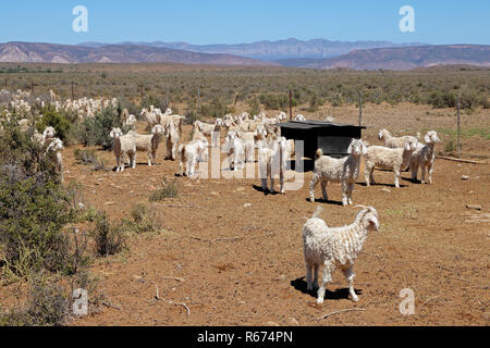 Angora Ziegen auf ländlichen Bauernhof Stockfoto