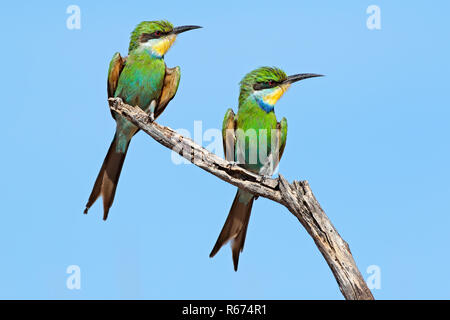 Swallow-tailed Bienenfresser Stockfoto