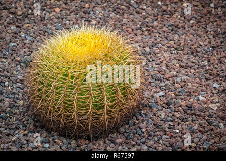 Große kanarische Kaktus Stockfoto