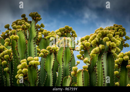 Große Kakteen Blüte Stockfoto