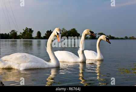 Weiße Schwäne Stockfoto