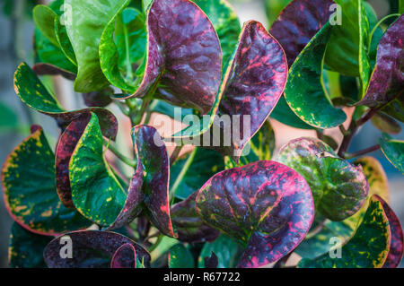 In der Nähe von Pattaya Blatt unscharfen Hintergrund, Codiaeum variegatium (L.), die Blume Stockfoto