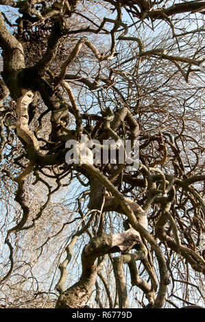 Das Laub - kostenlose Krone eines sophora Baum im Winter Stockfoto