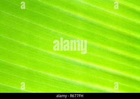 Banana leaf Textur Hintergrund der Hintergrundbeleuchtung frisches Grün. Stockfoto